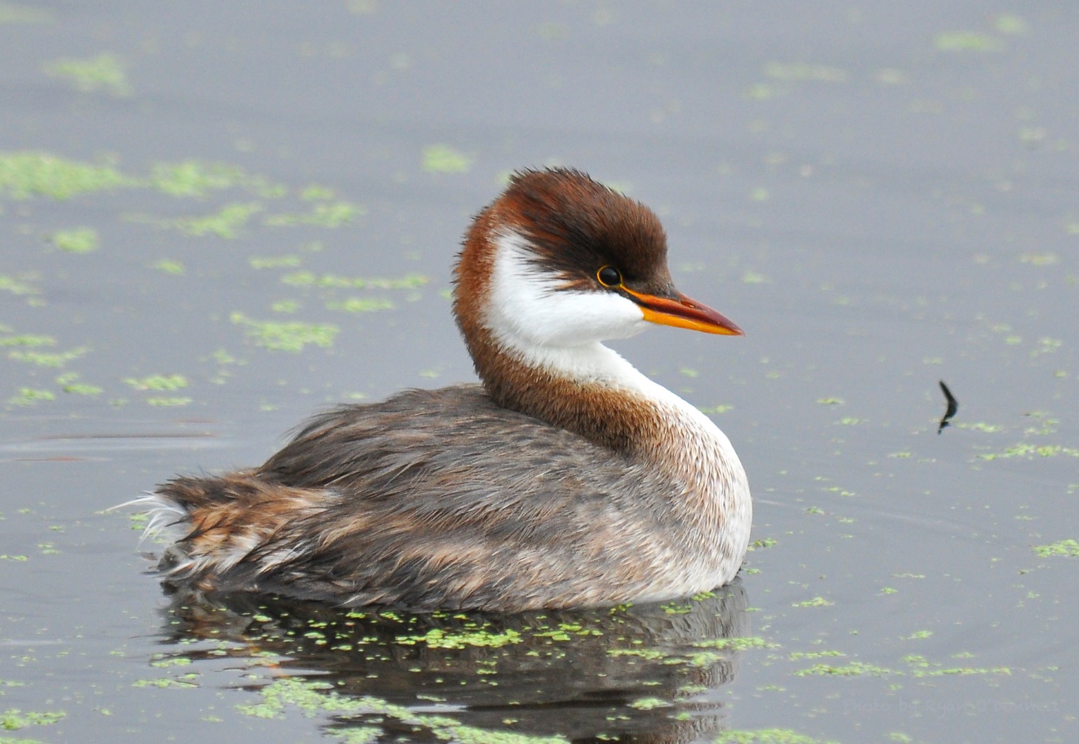 White-tufted Grebe