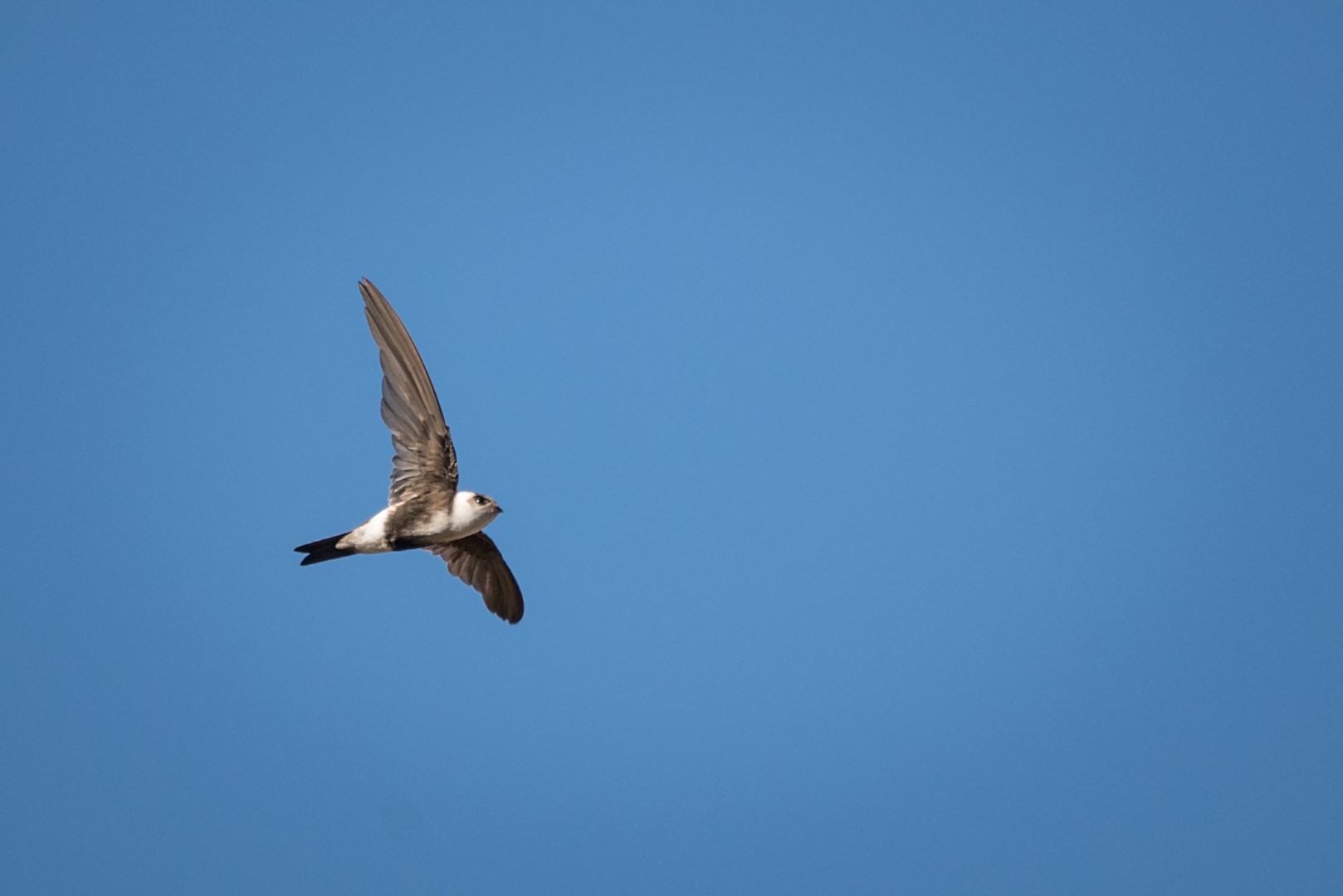 White-tufted Swift