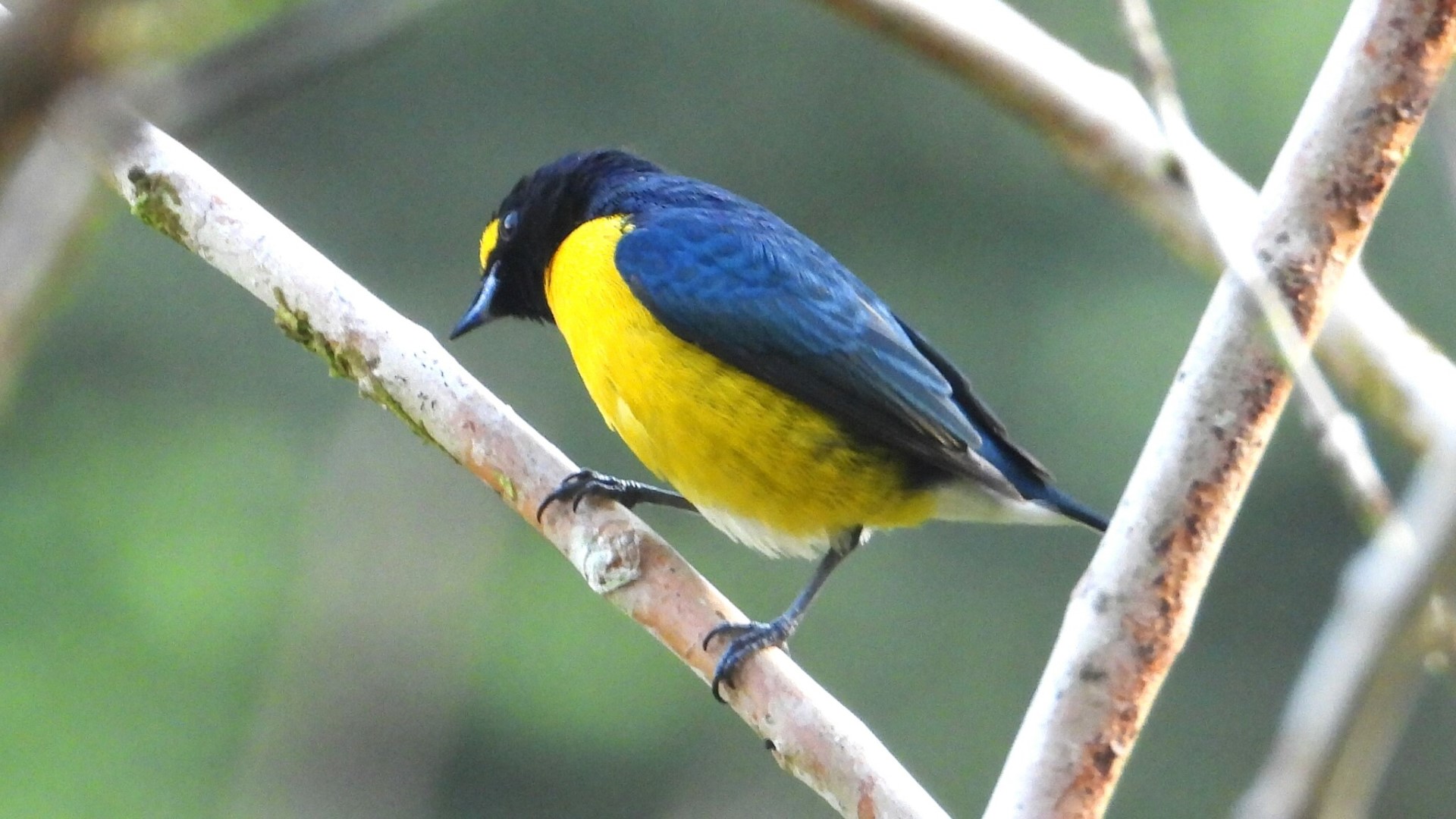 White-vented Euphonia