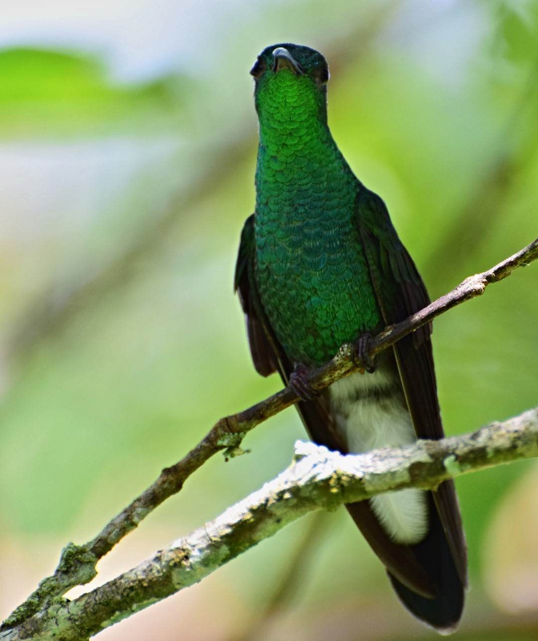 White-vented Plumeleteer