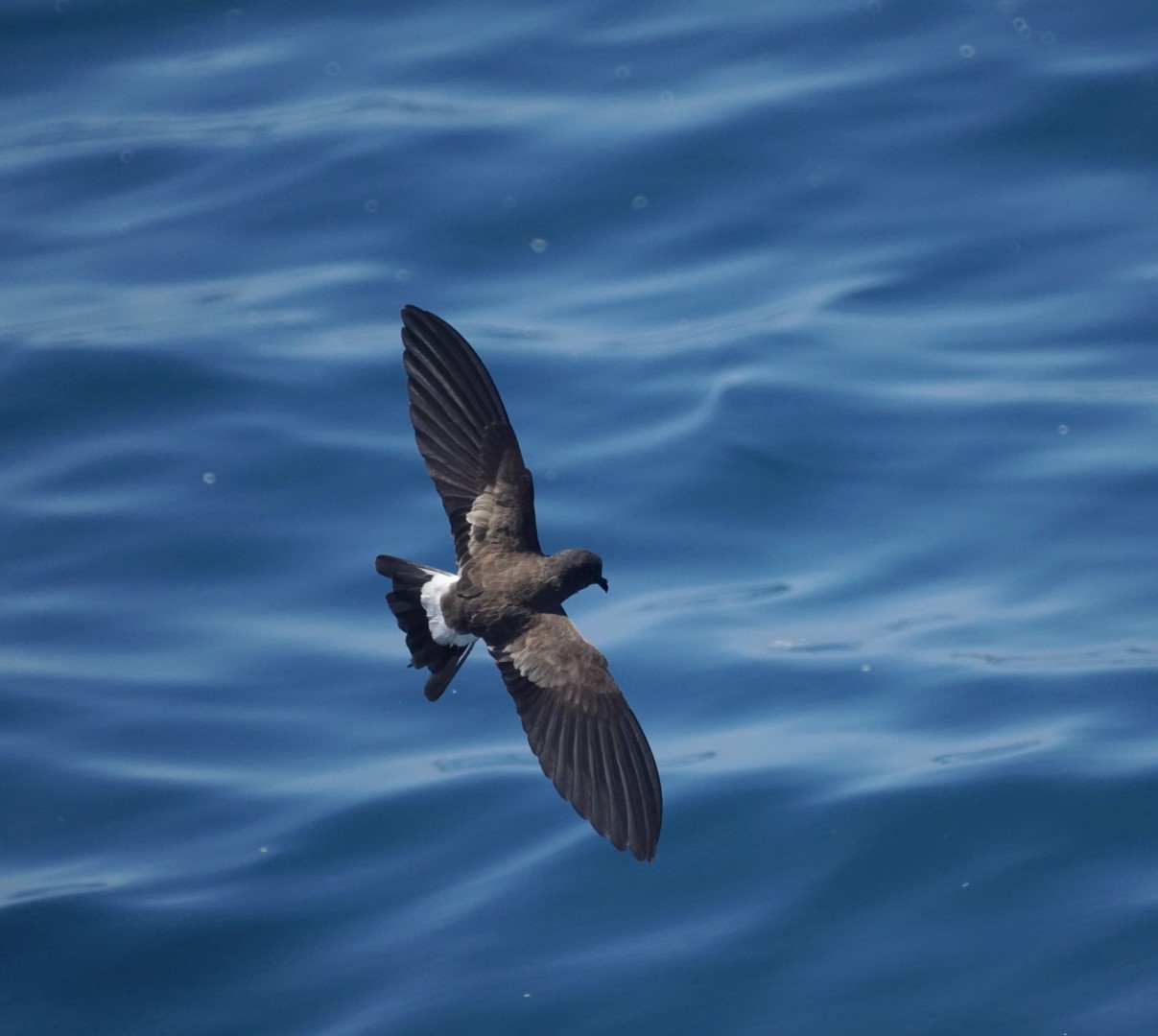 White-vented Storm Petrel