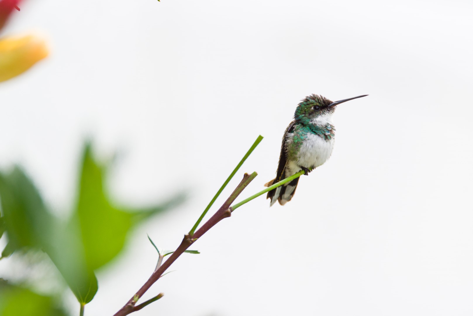 White-vented Violetear