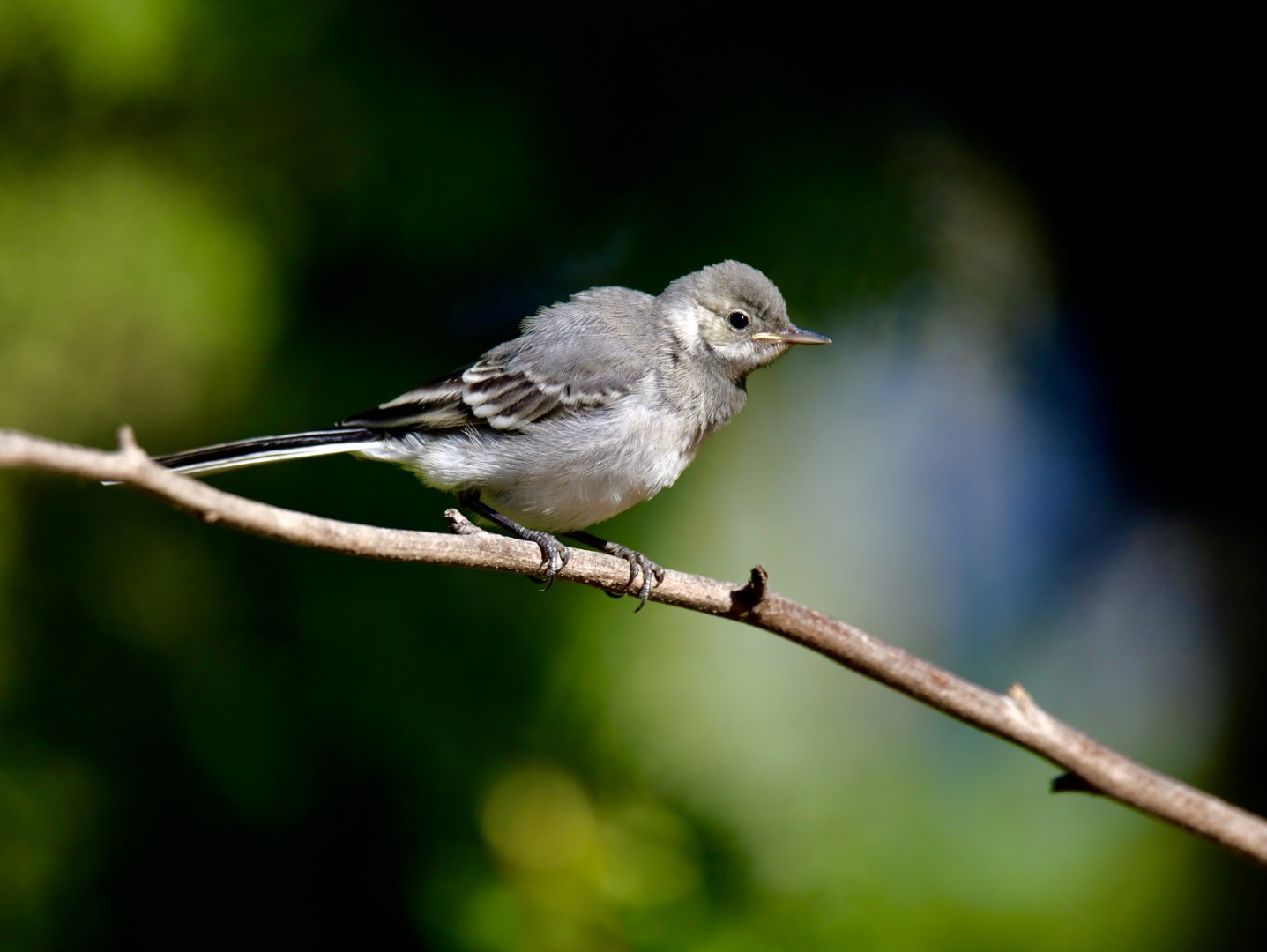 White Wagtail