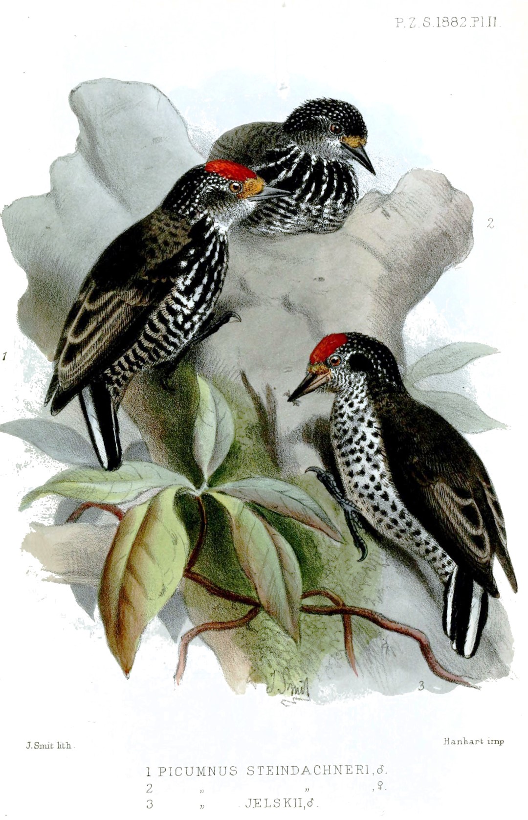 White-wedged Piculet