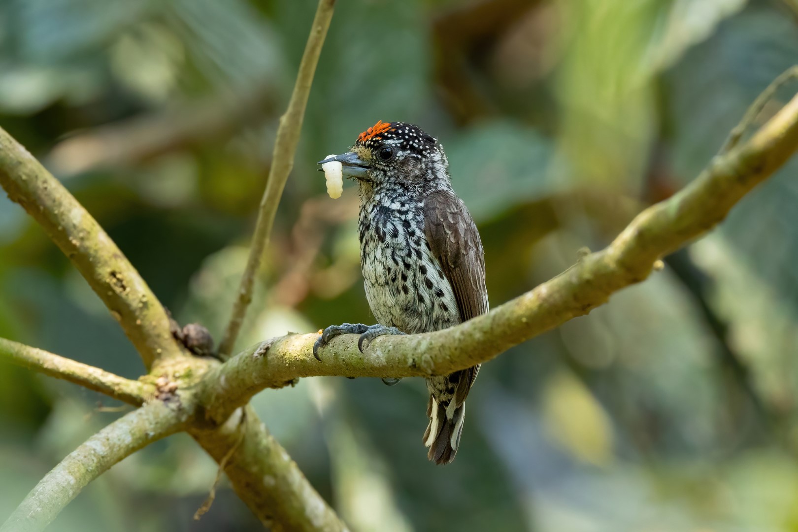 White-wedged Piculet