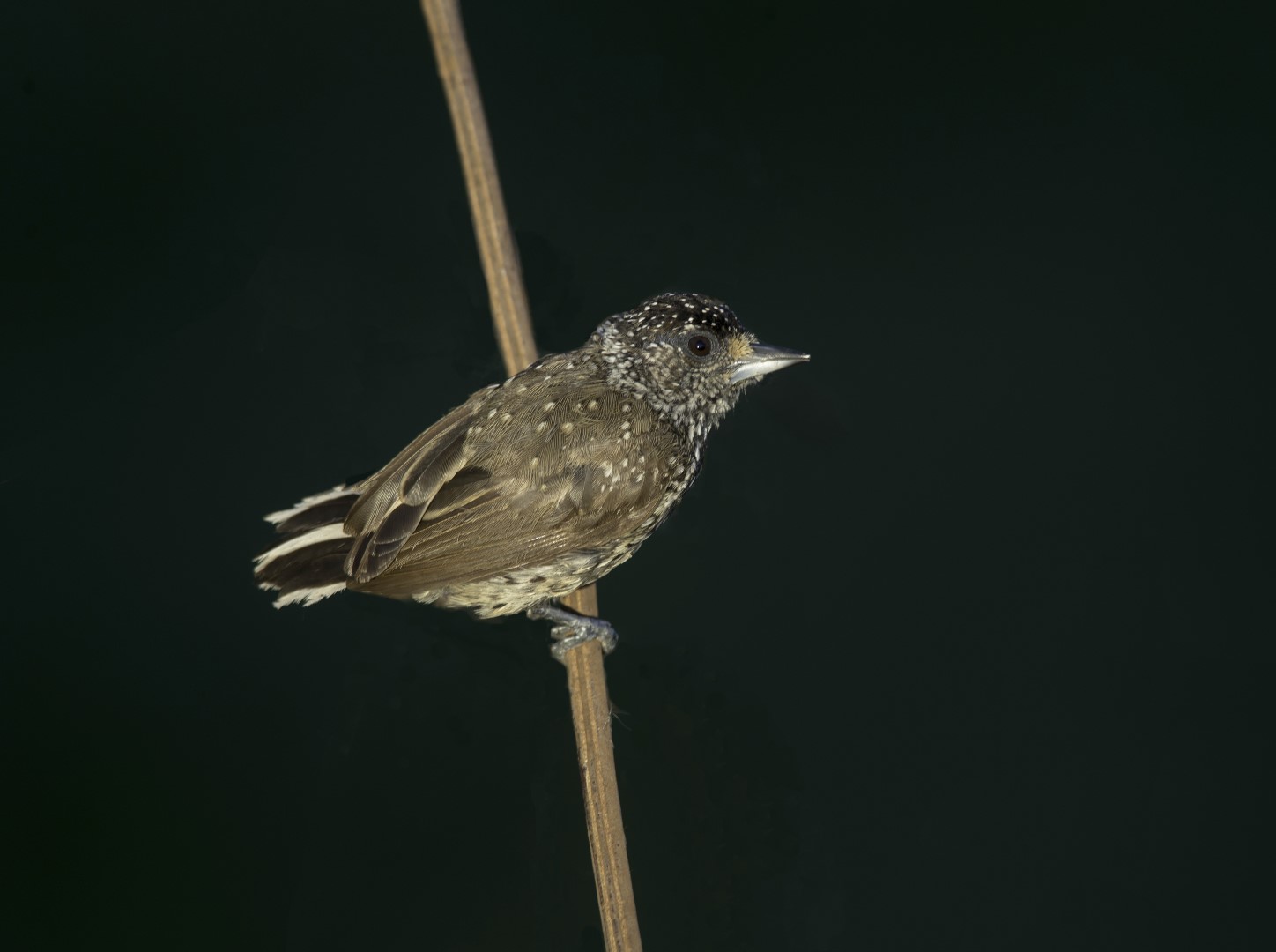 White-wedged Piculet