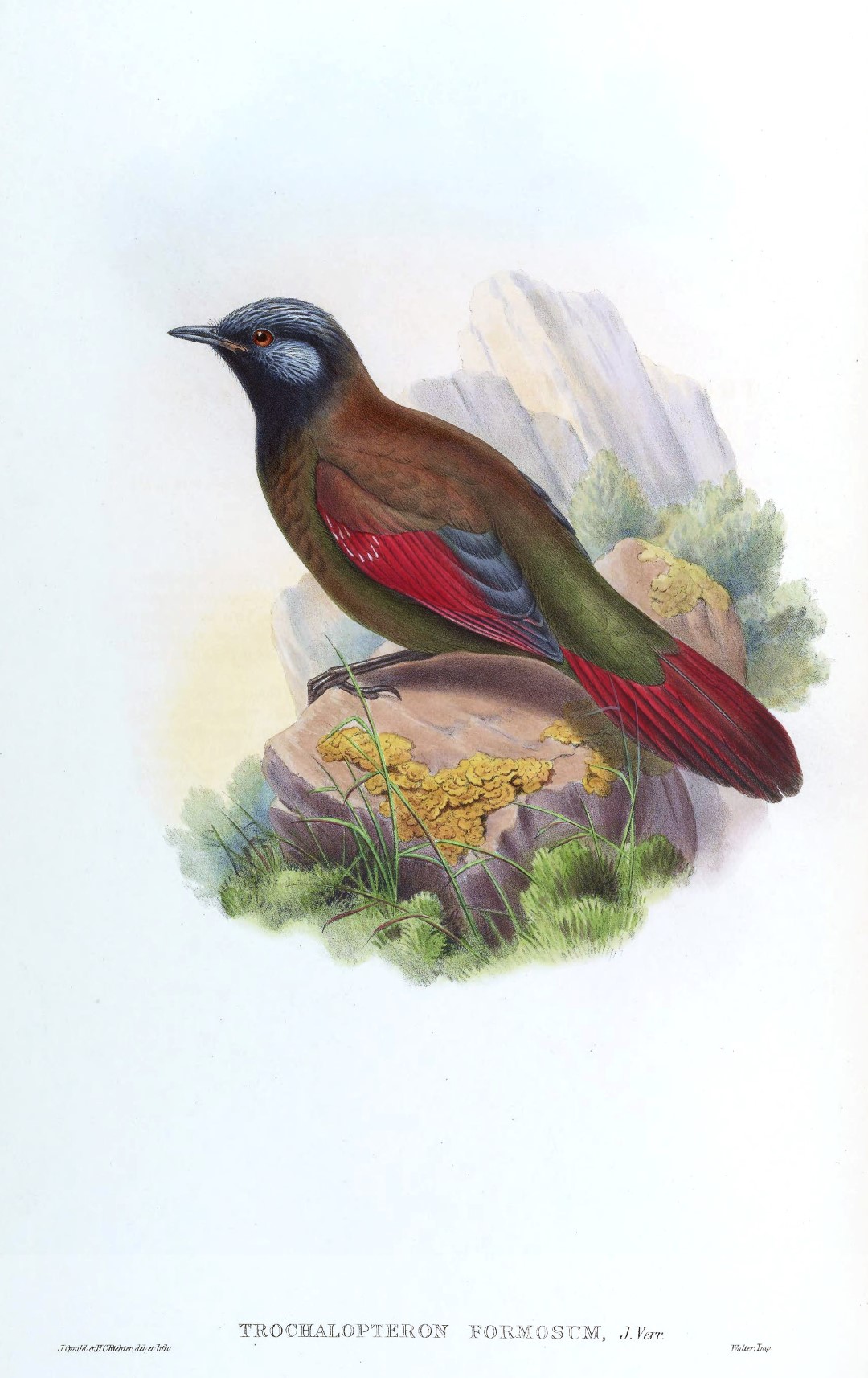 White-whiskered Laughingthrush
