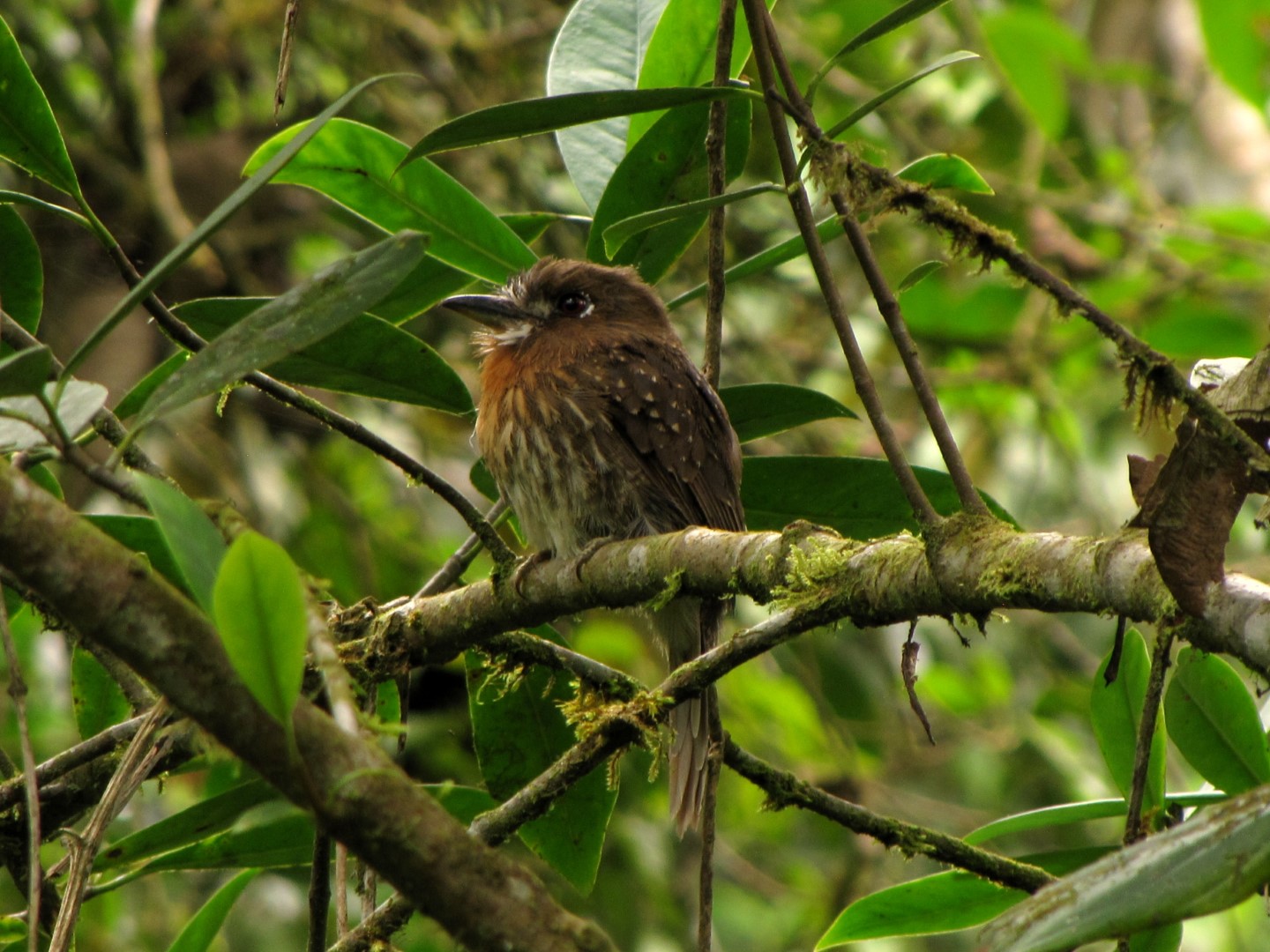 White-whiskered Puffbird