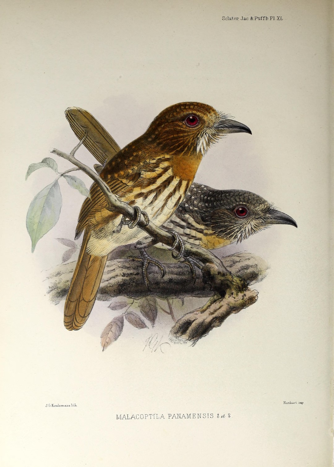 White-whiskered Puffbird