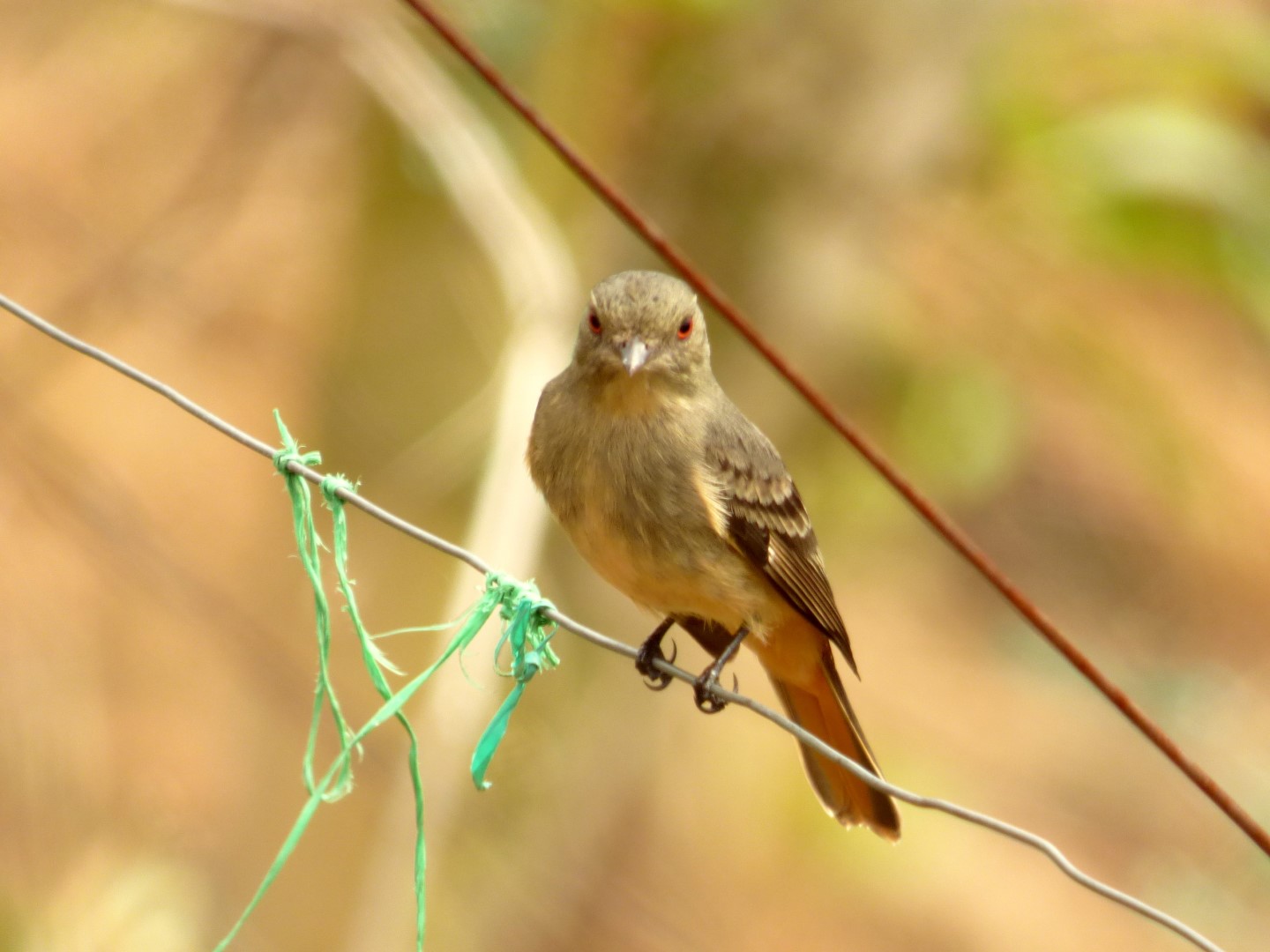 White-winged Black-Tyrant