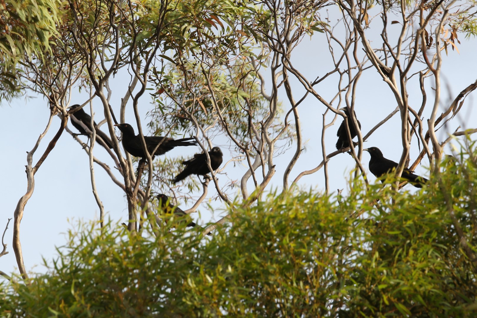 White-winged Chough