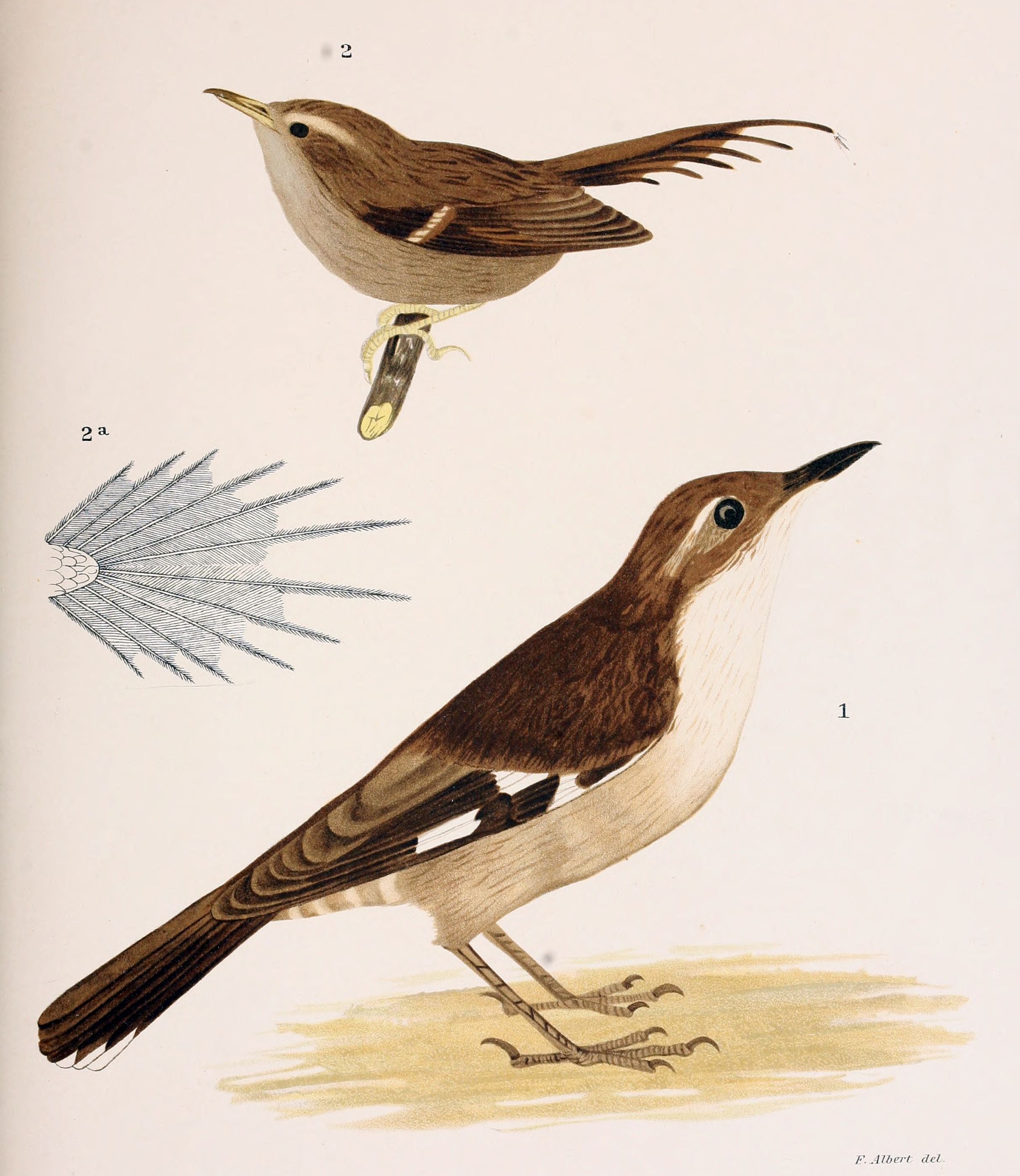 White-winged Cinclodes