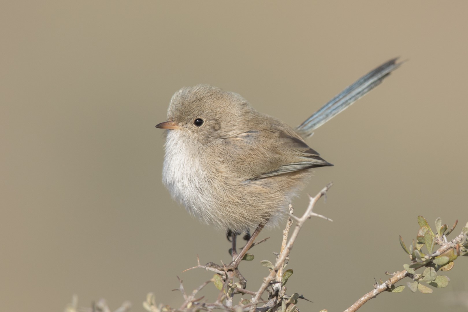 White-winged Fairywren