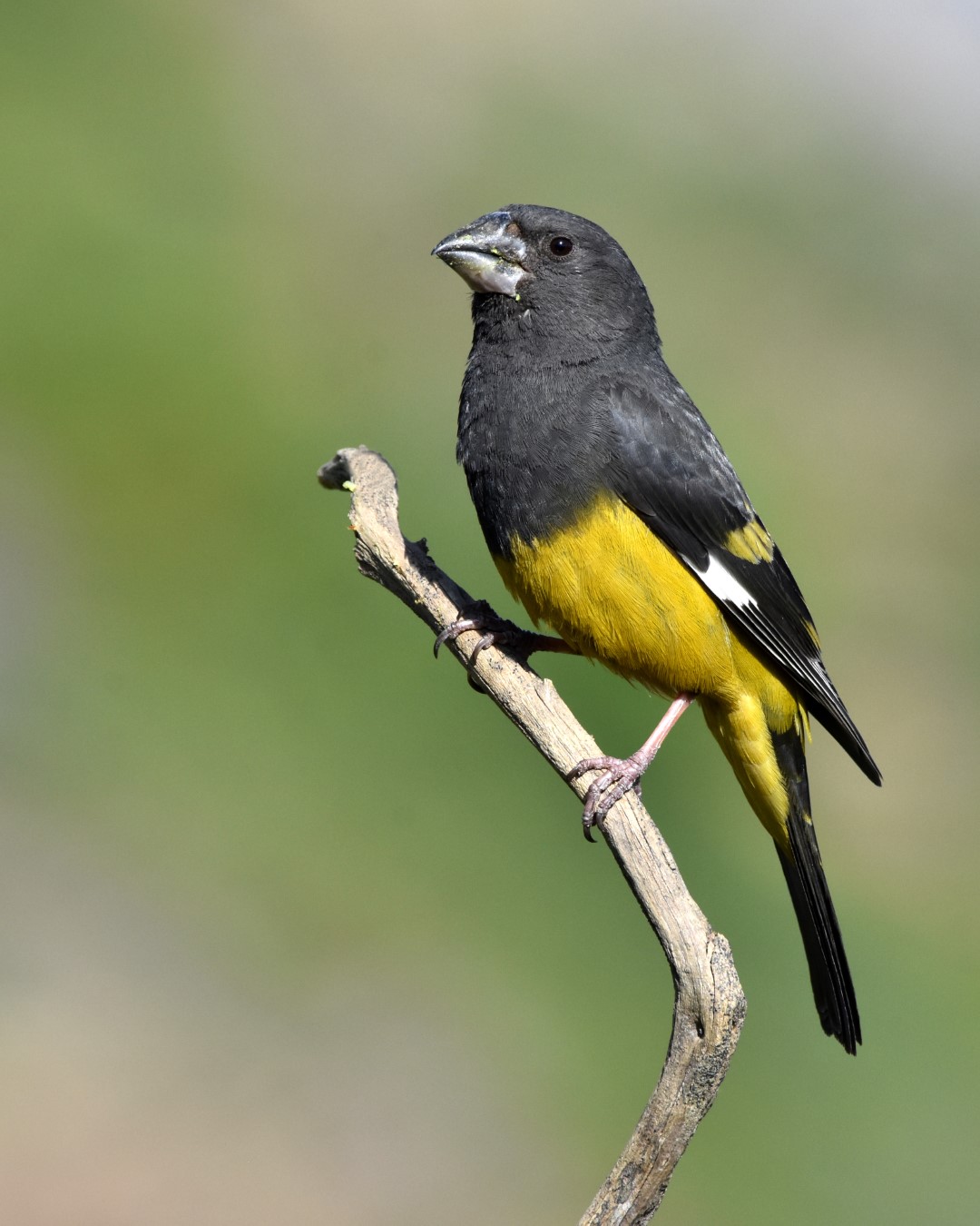 White-winged Grosbeak