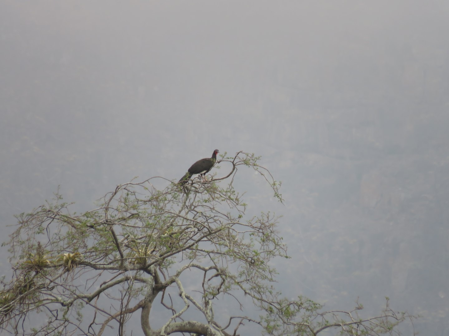 White-winged guan