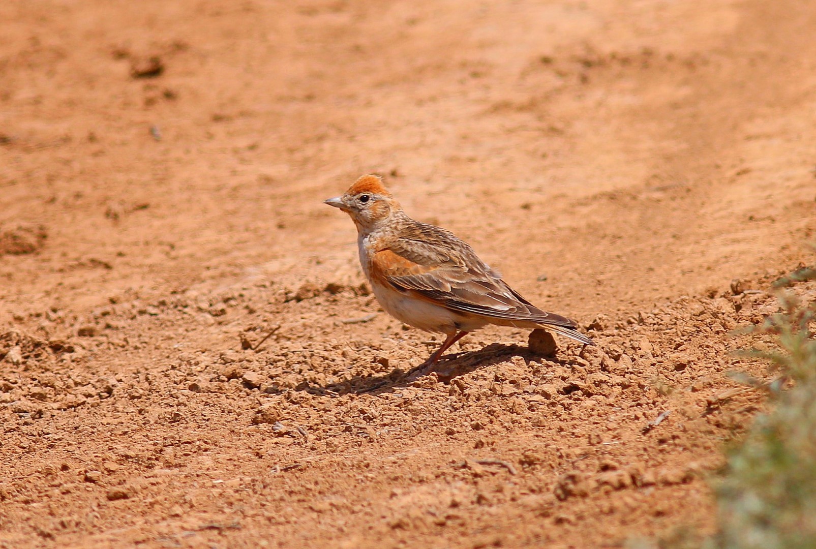 White-winged Lark