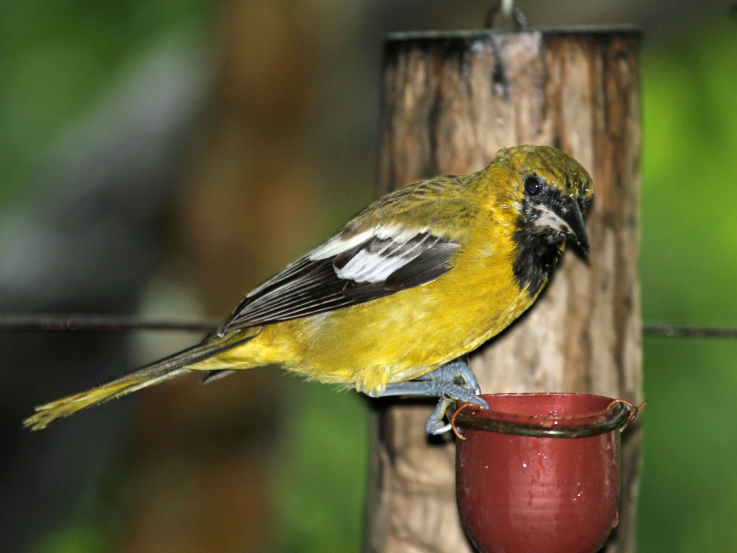 White-winged Oriole