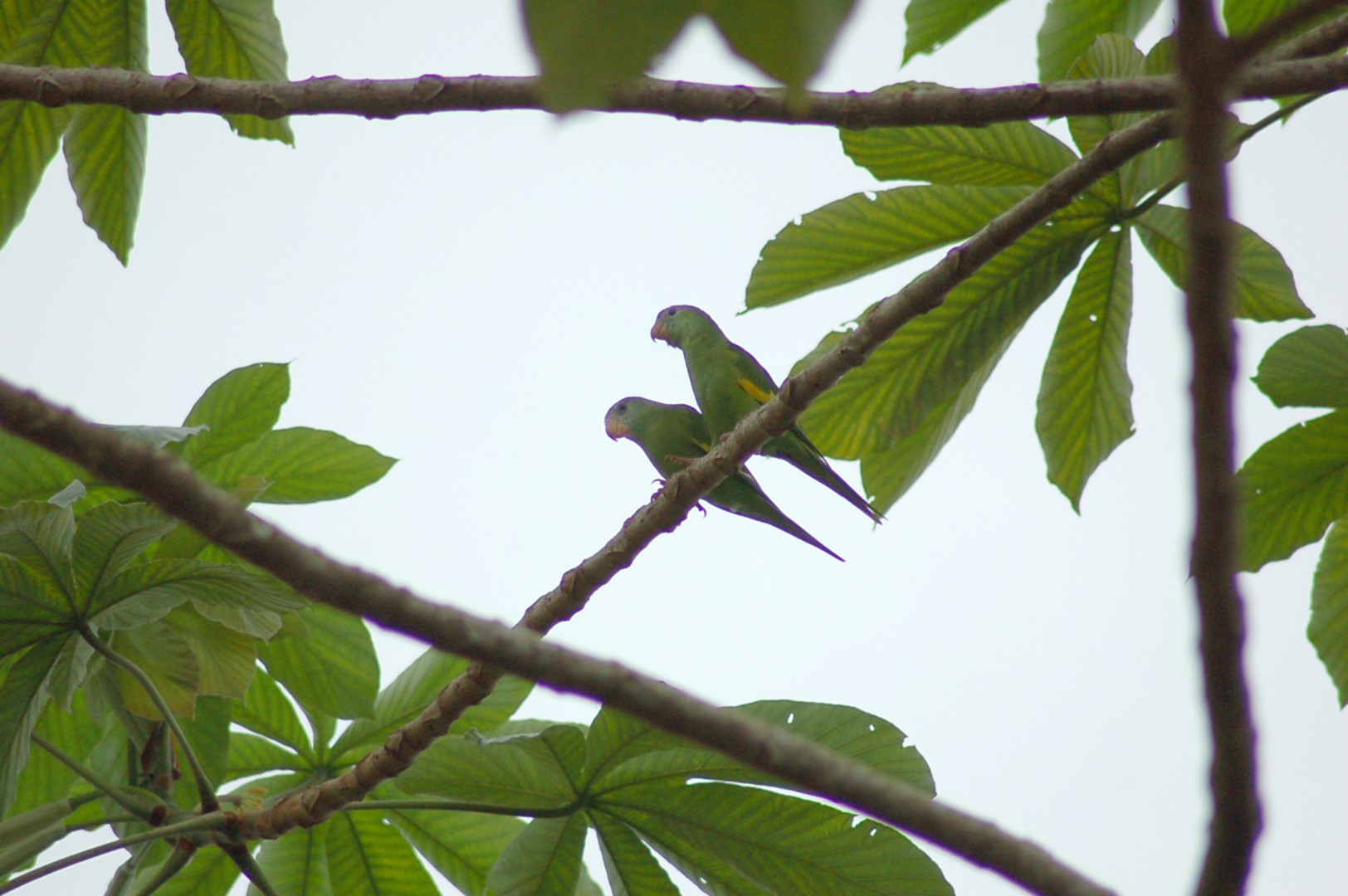 White-winged Parakeet
