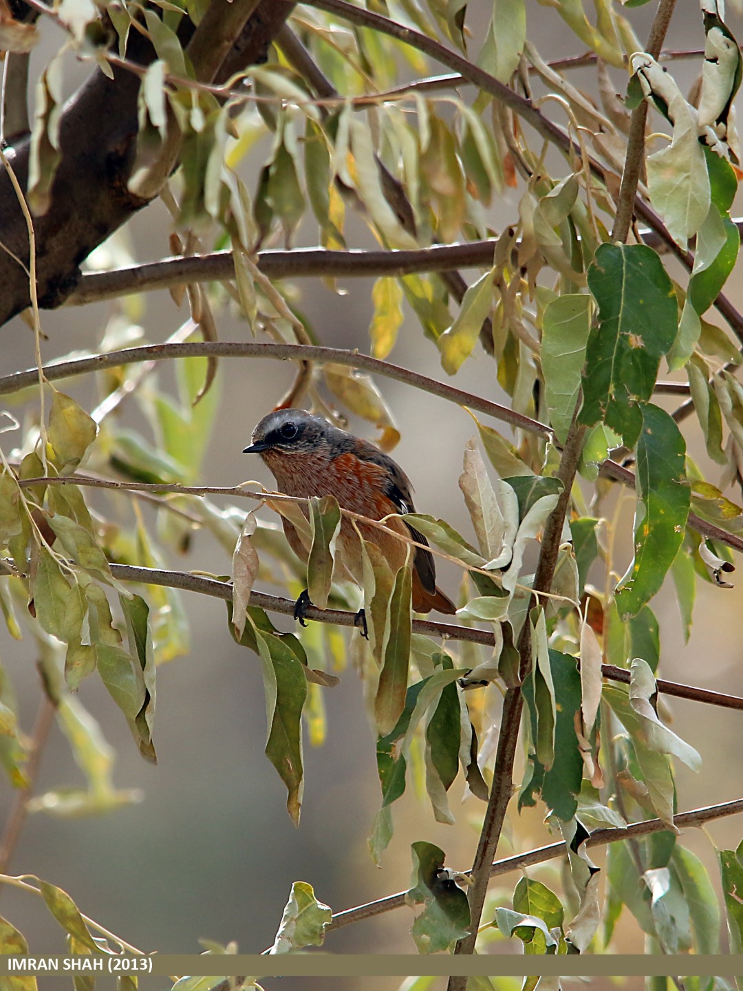 White-winged Redstart