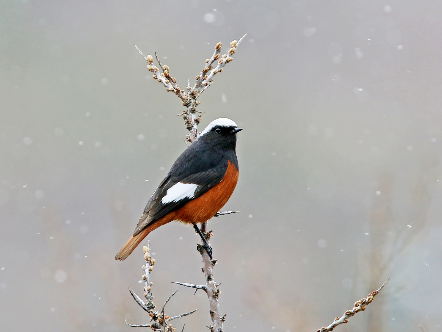 White-winged Redstart