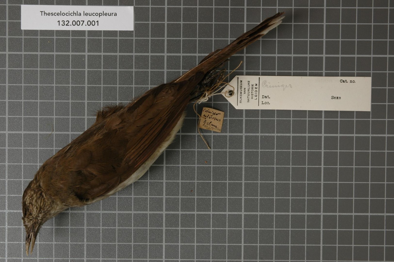 White-winged Robin-Chat