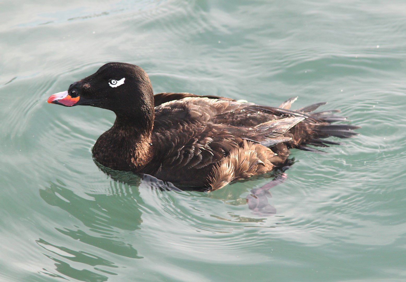 White-winged Scoter