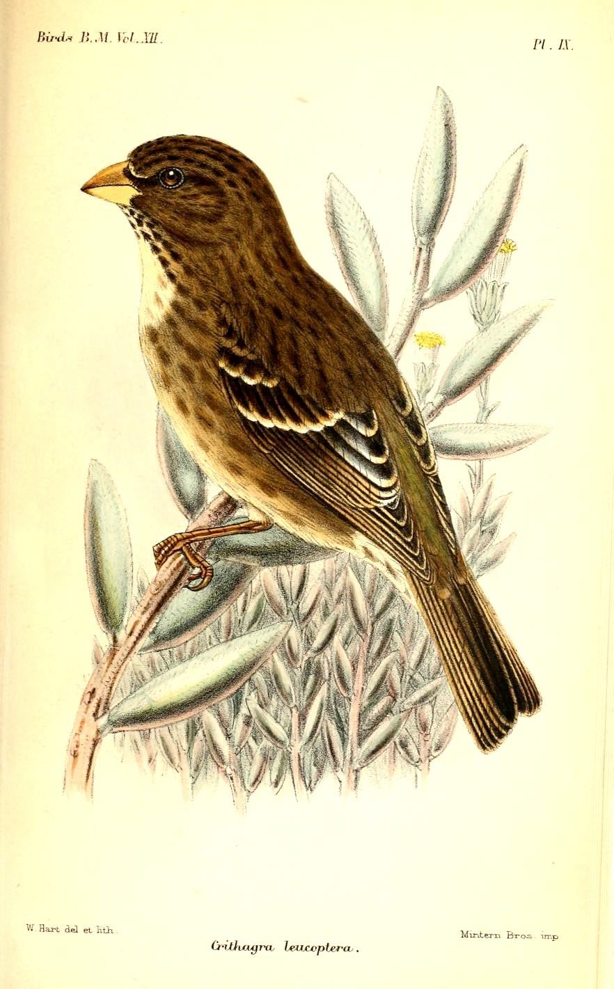 White-winged Seedeater