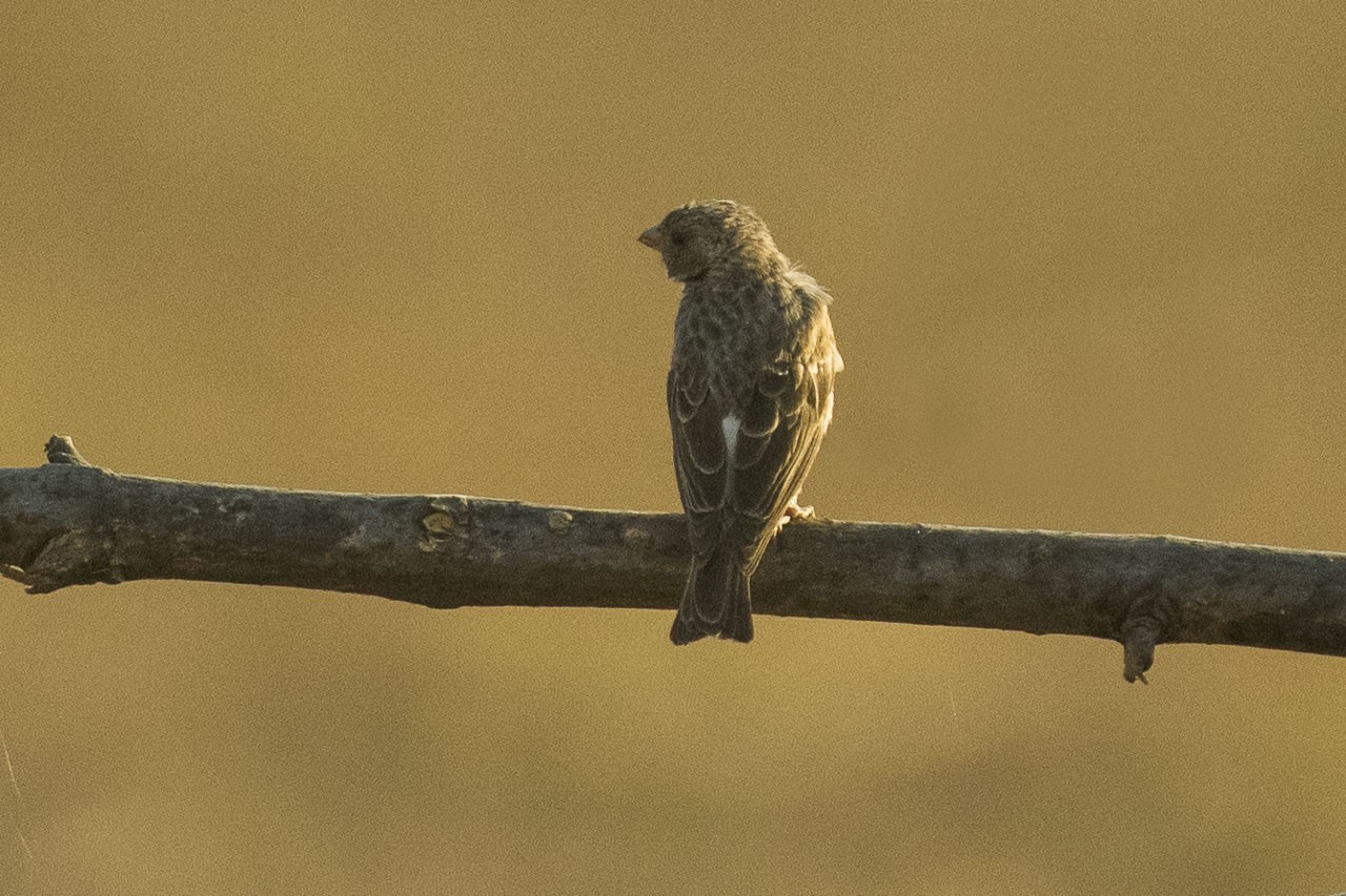 White-winged Seedeater