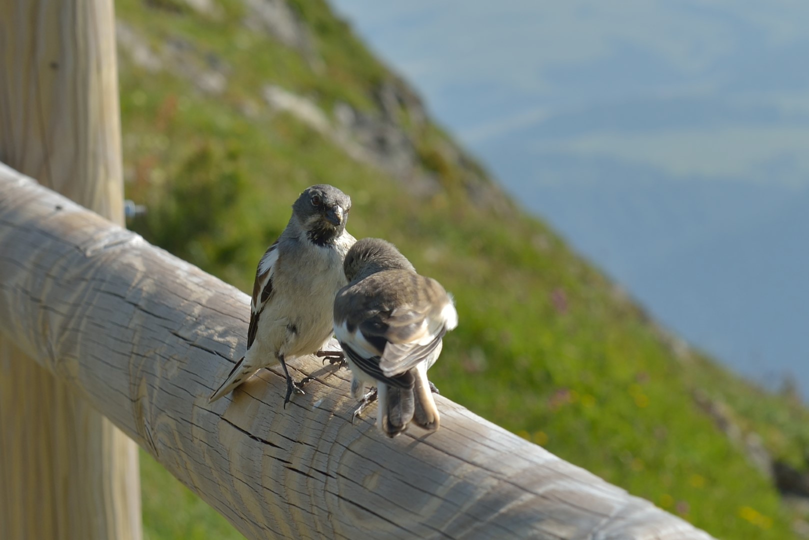 White-winged Snowfinch