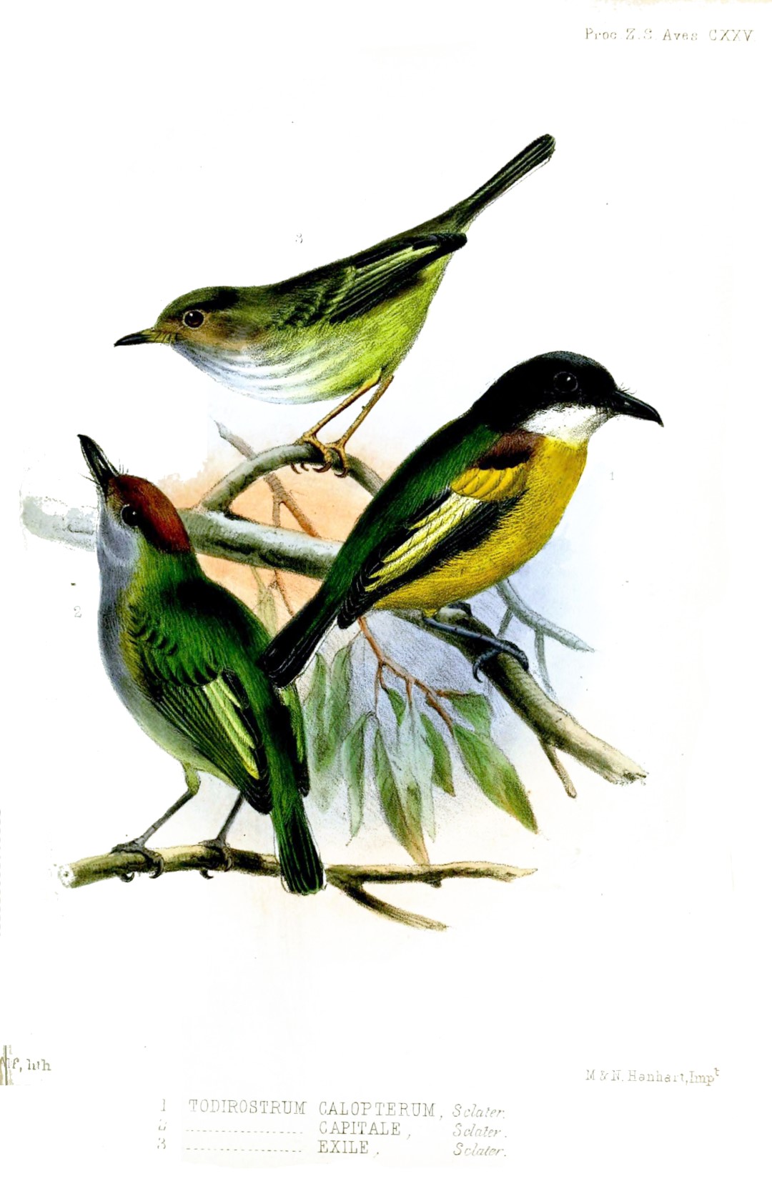 White-winged Spadebill
