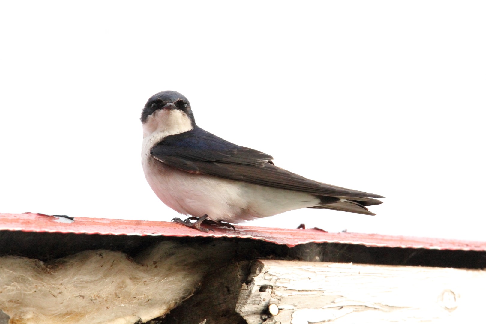 White-winged Swallow