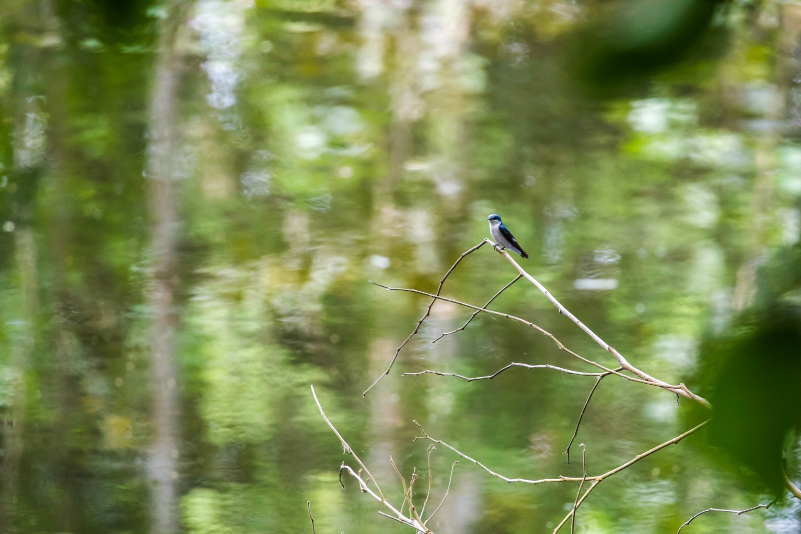 White-winged swallow