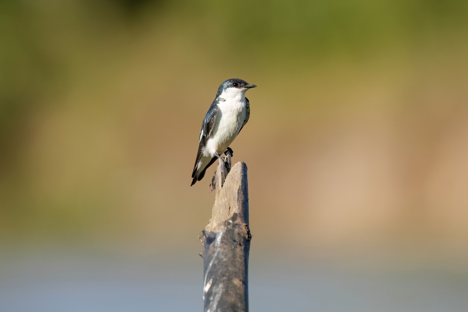 White-winged Swallow