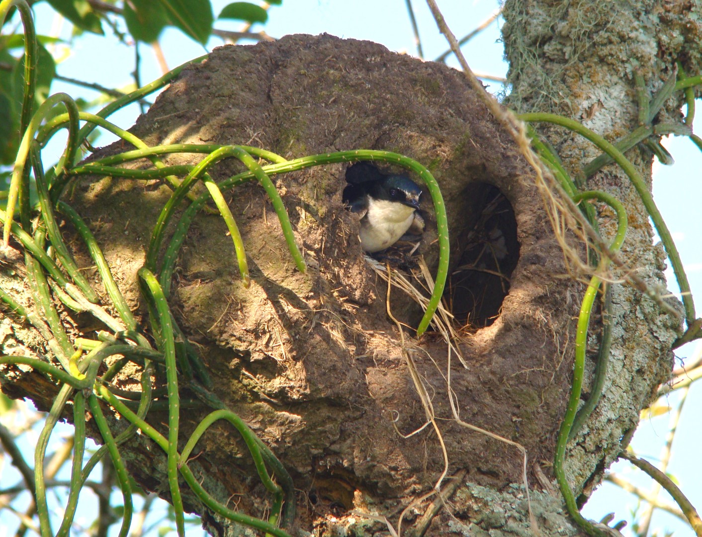 White-winged Swallow