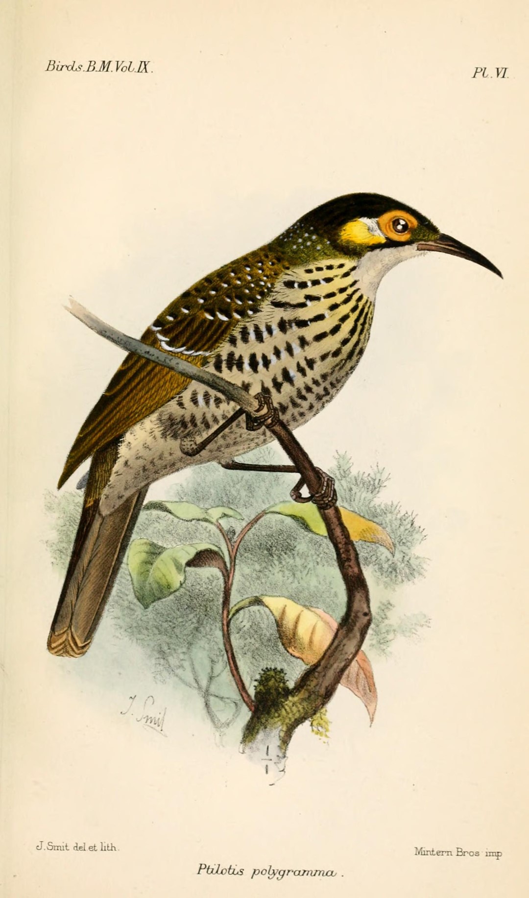 White-winged Tanager