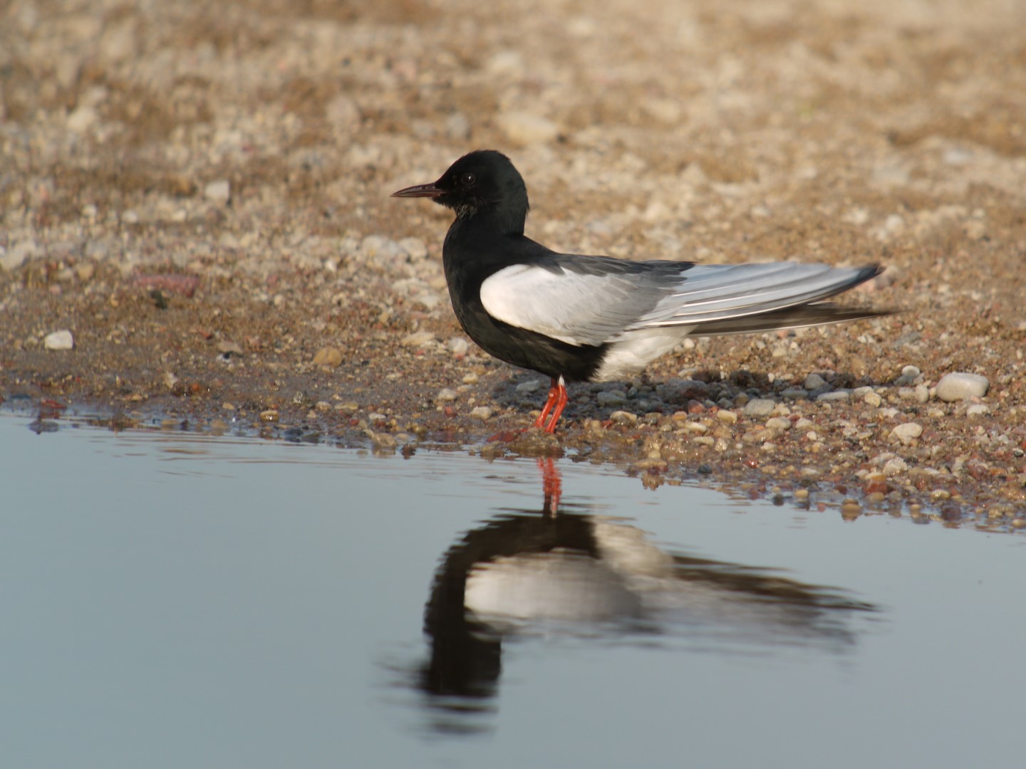 White-winged Tern