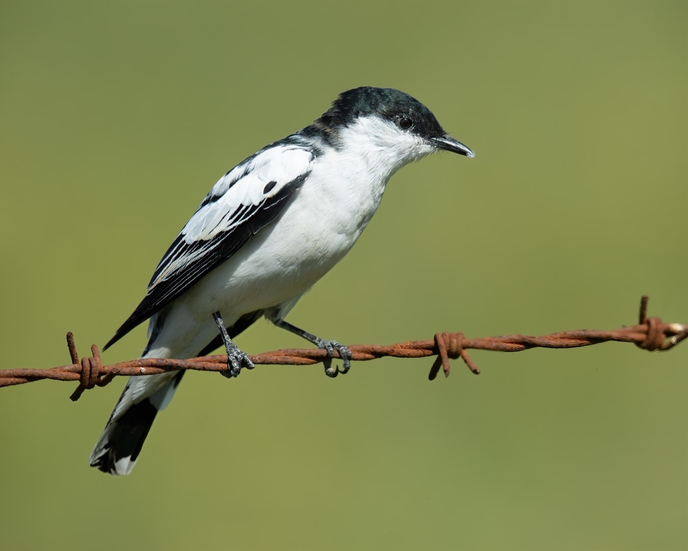 White-winged Triller