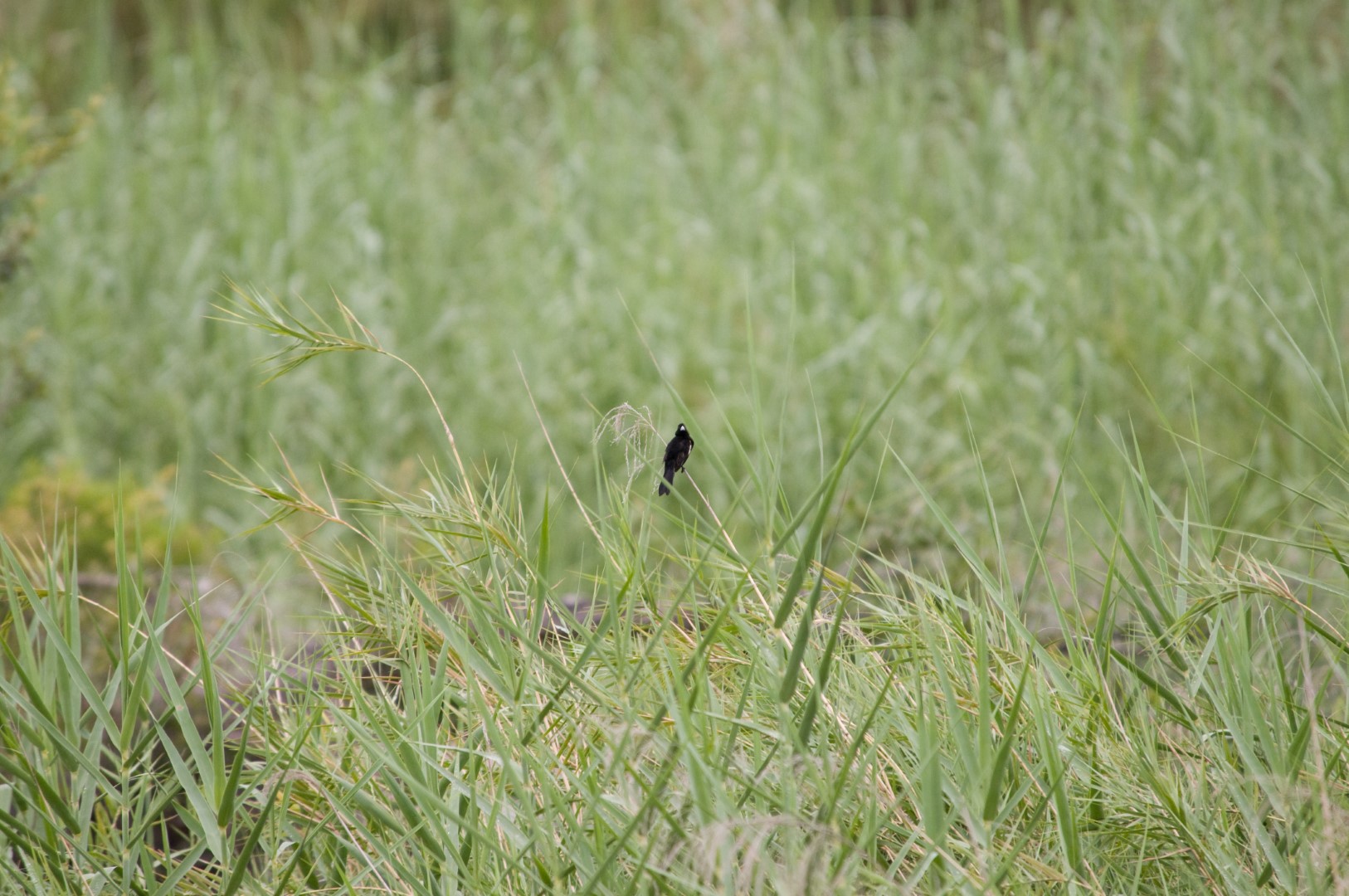 White-winged Widowbird