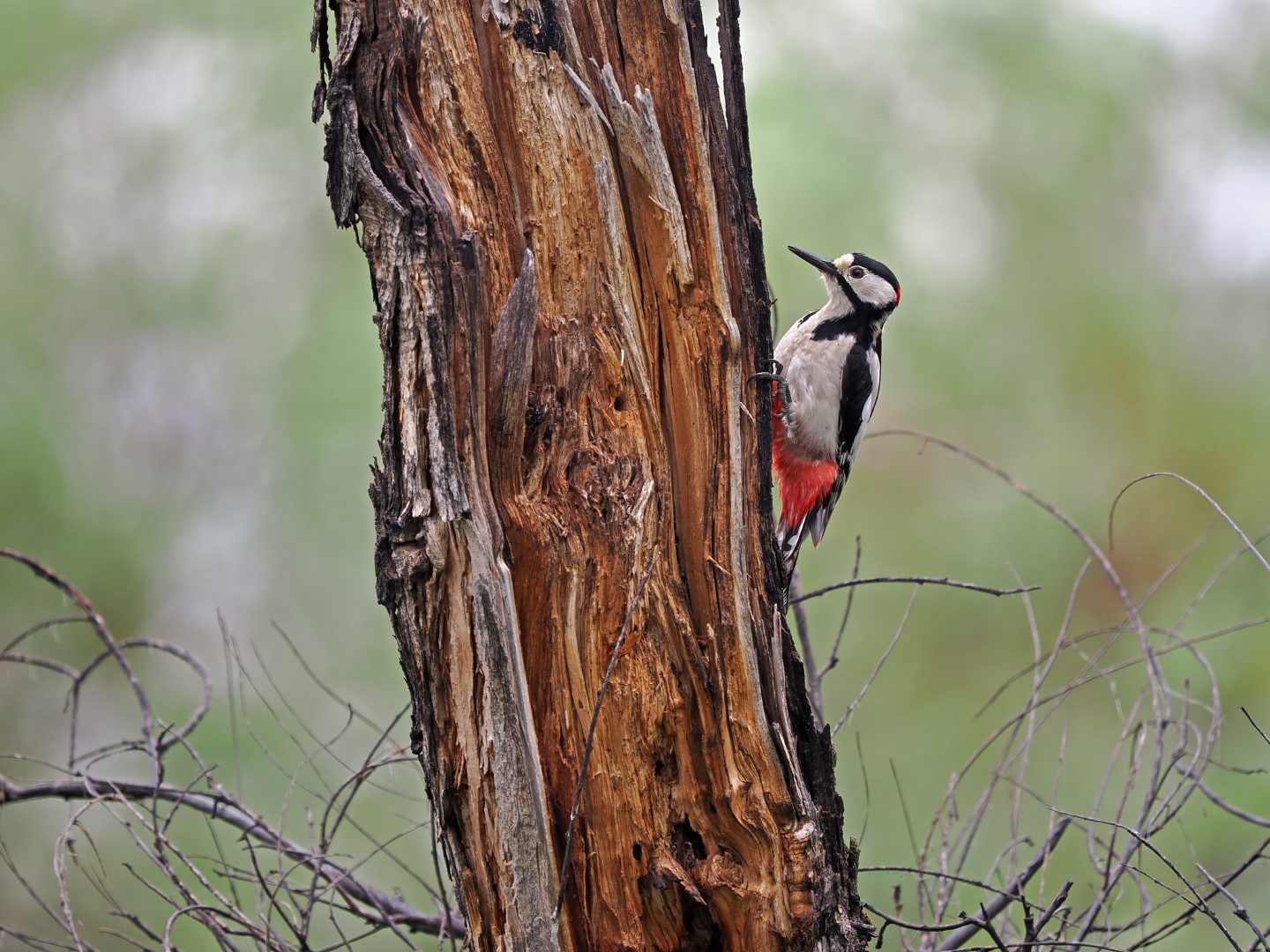 White-winged Woodpecker
