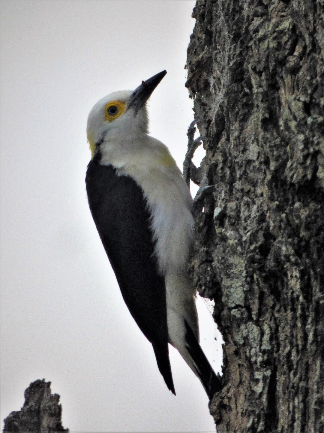 White Woodpecker