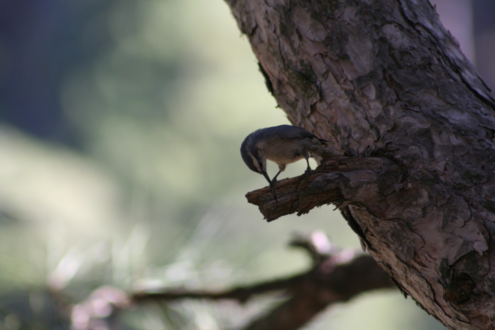 Whitehead's Nuthatch