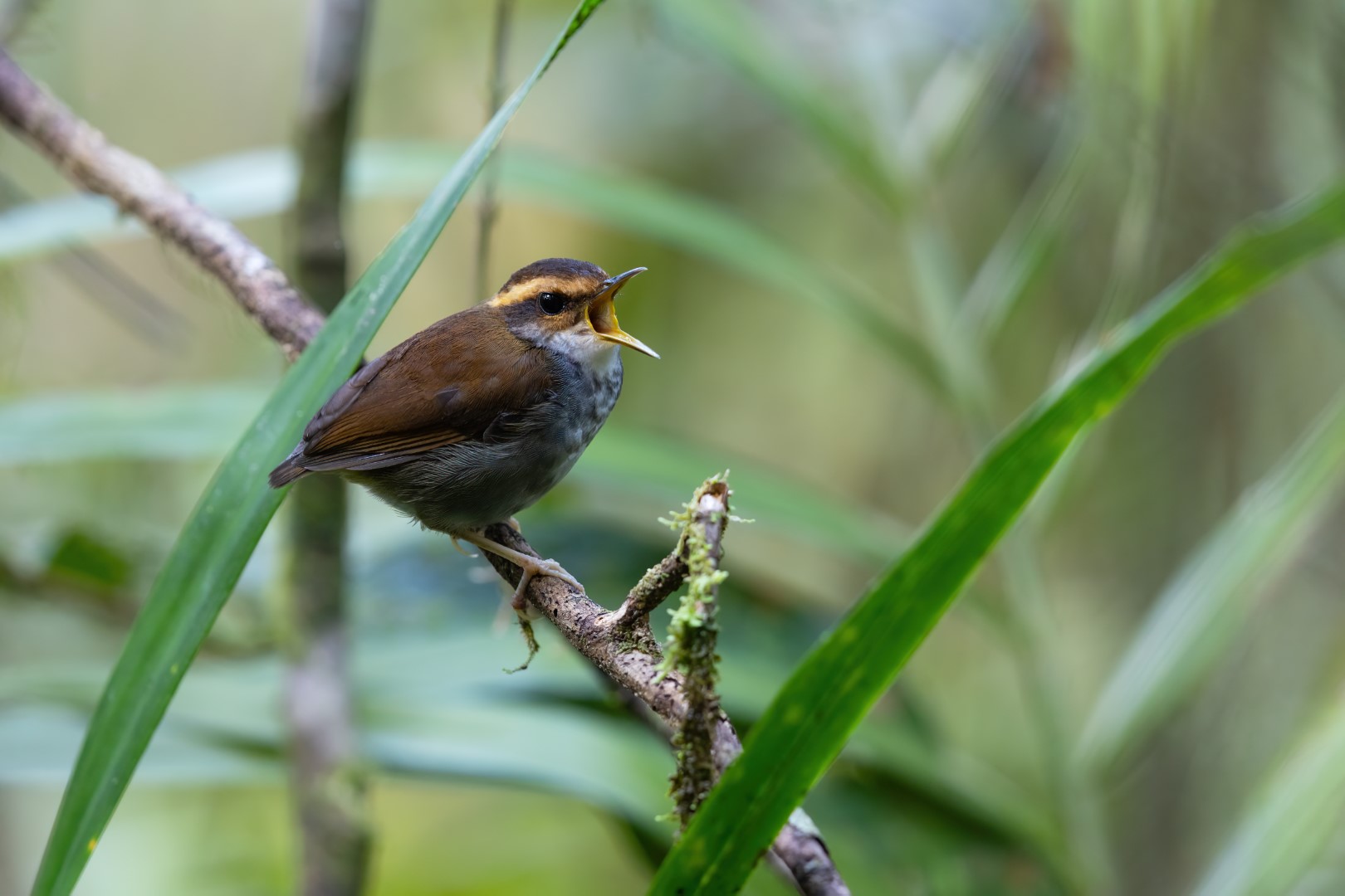 Whitehead's Wren-Babbler