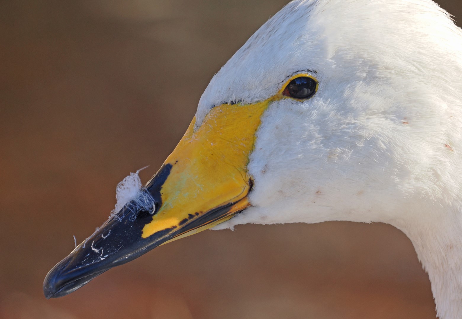 Whooper Swan