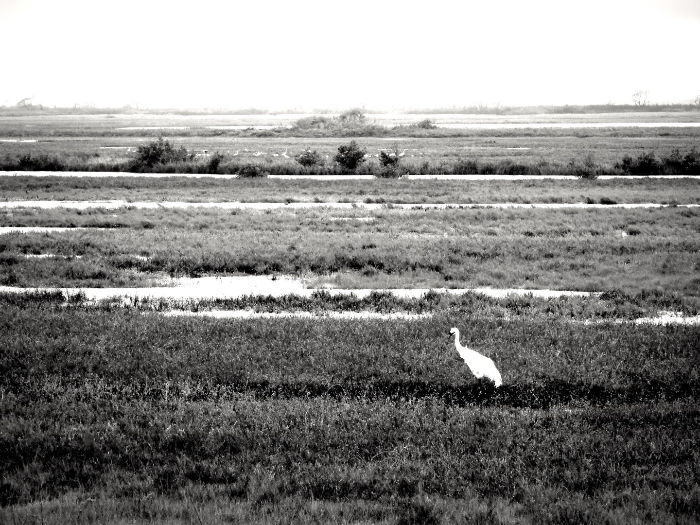 Whooping Crane