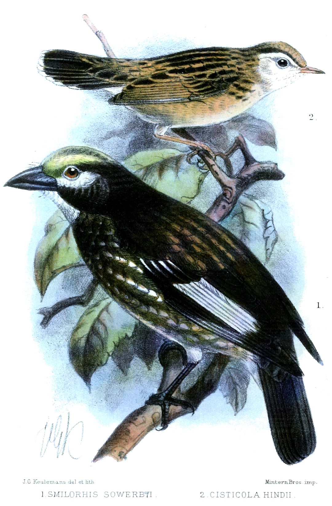 Whyte's Barbet