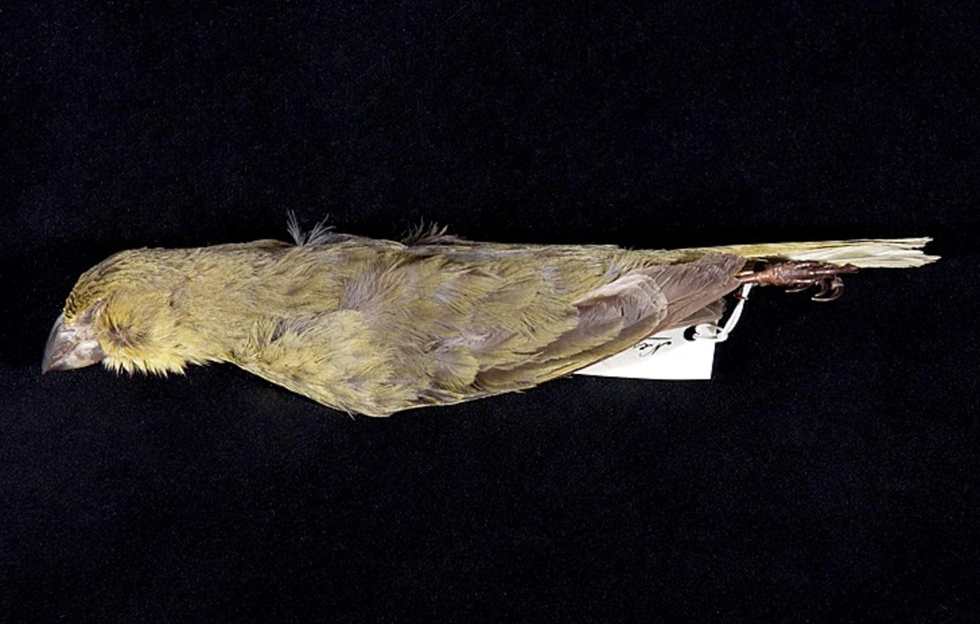 Wilkins's Finch
