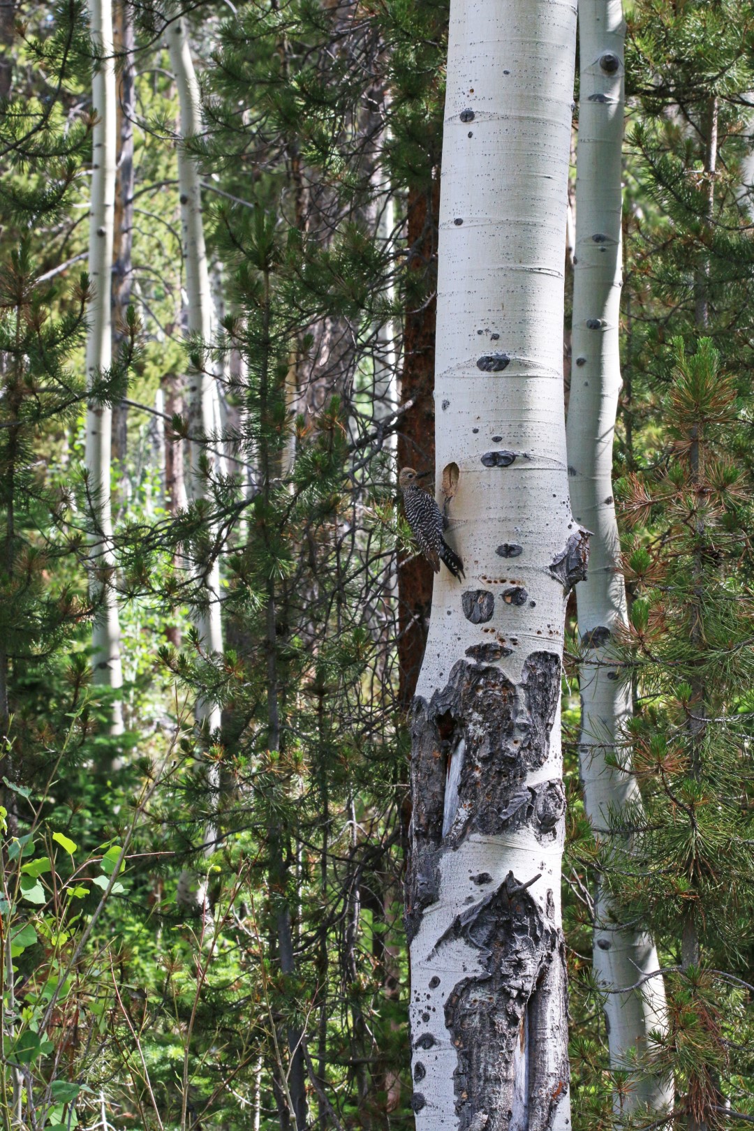 Williamson's Sapsucker