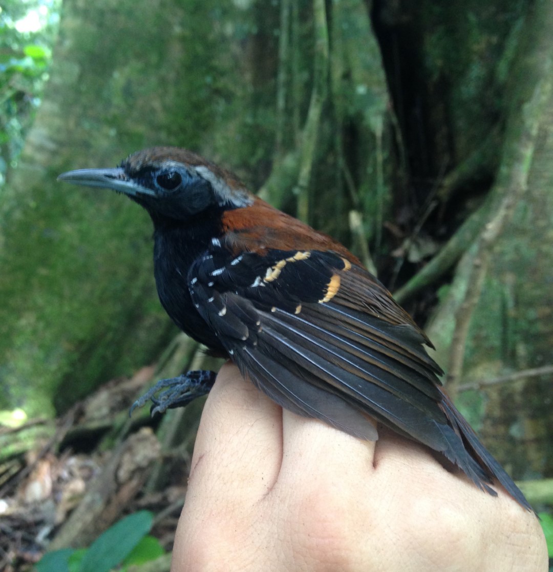 Wilson's Antbird