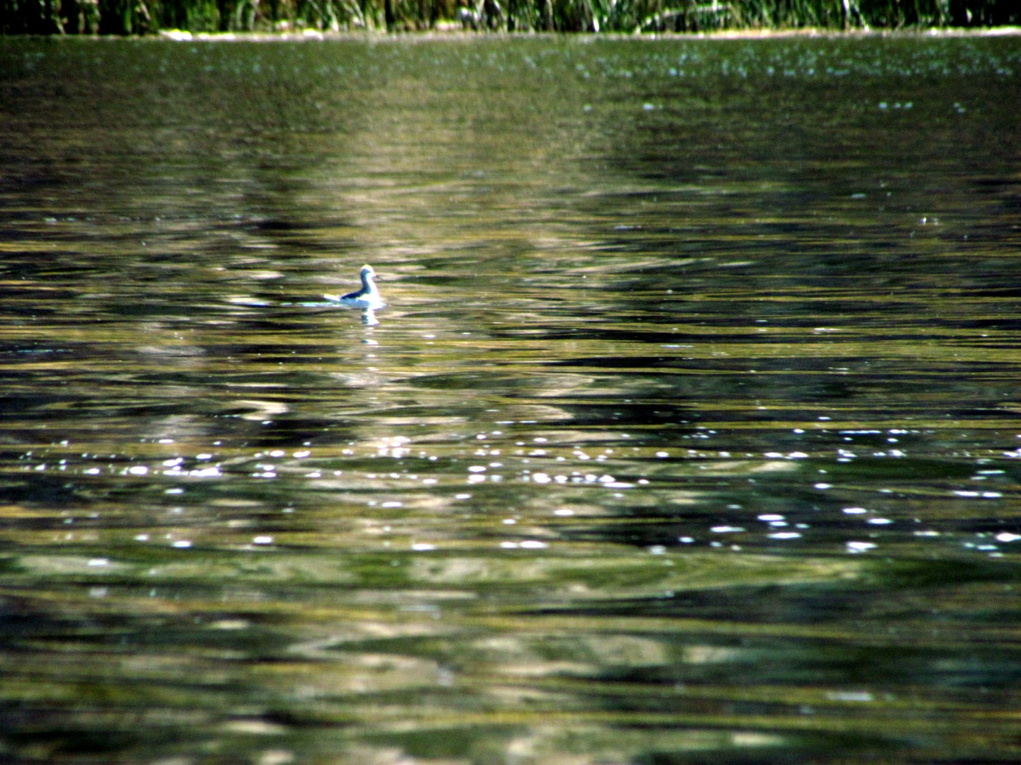 Wilson's Phalarope