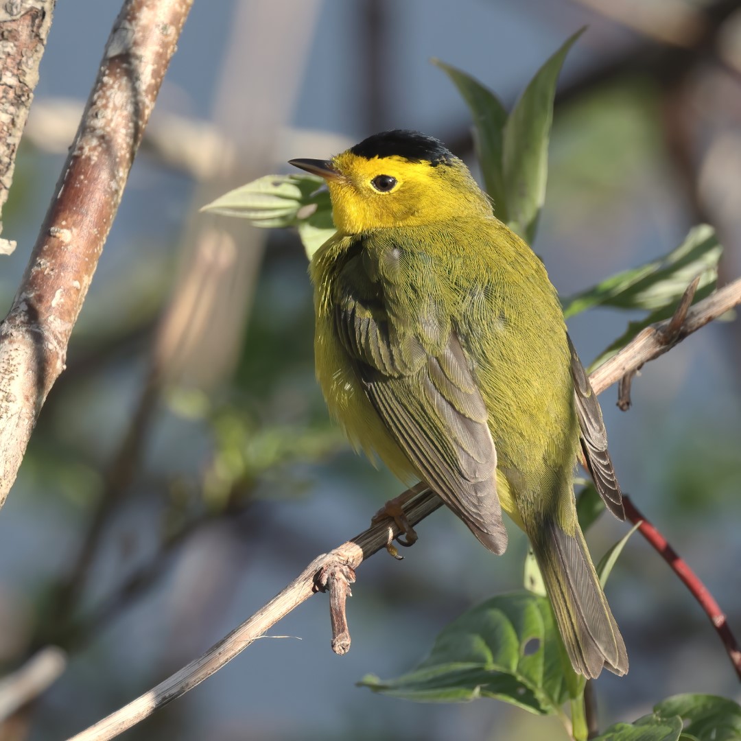 Wilson's Warbler
